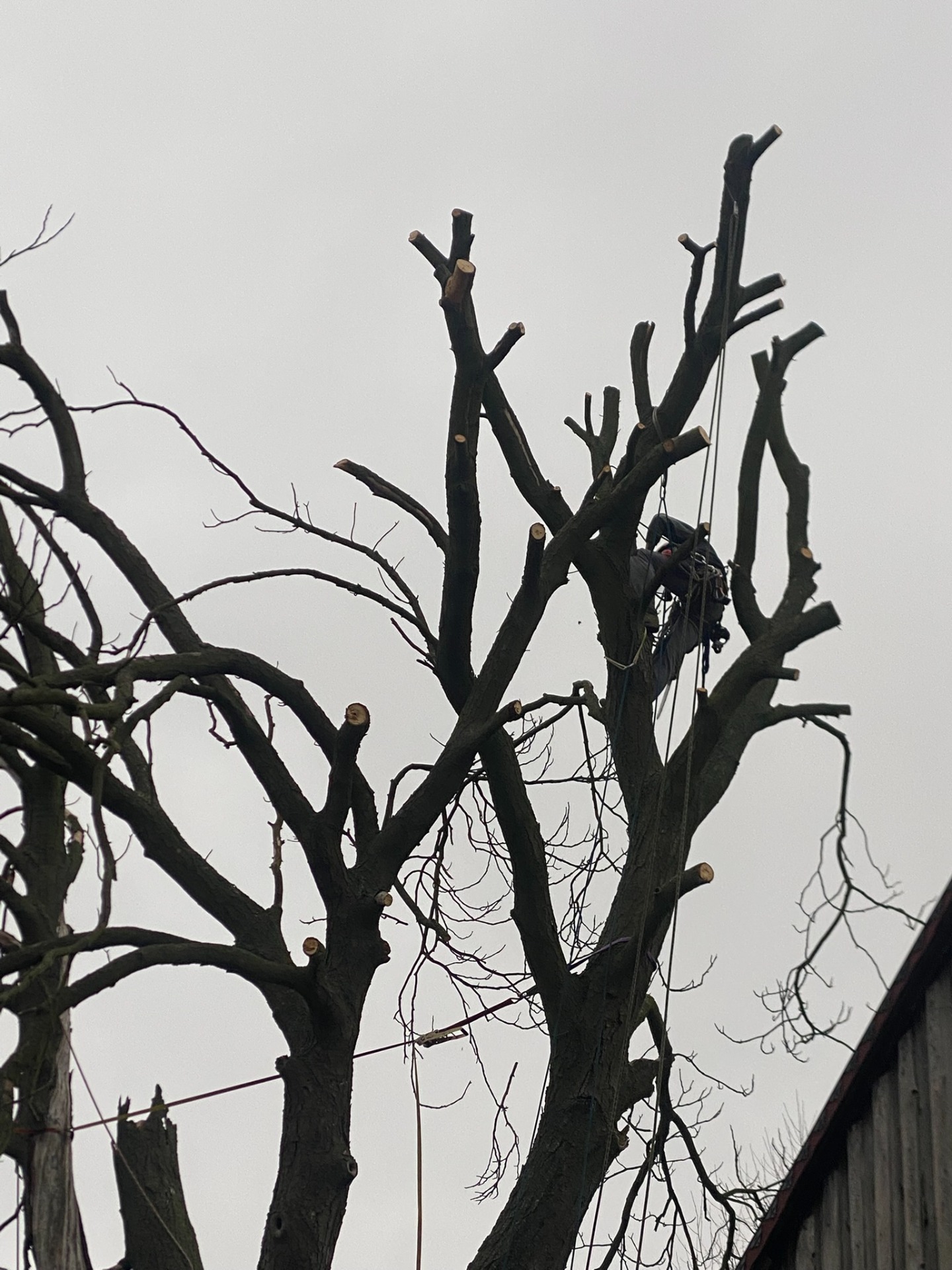 Rizikové kácení kaštanu nad stodolou