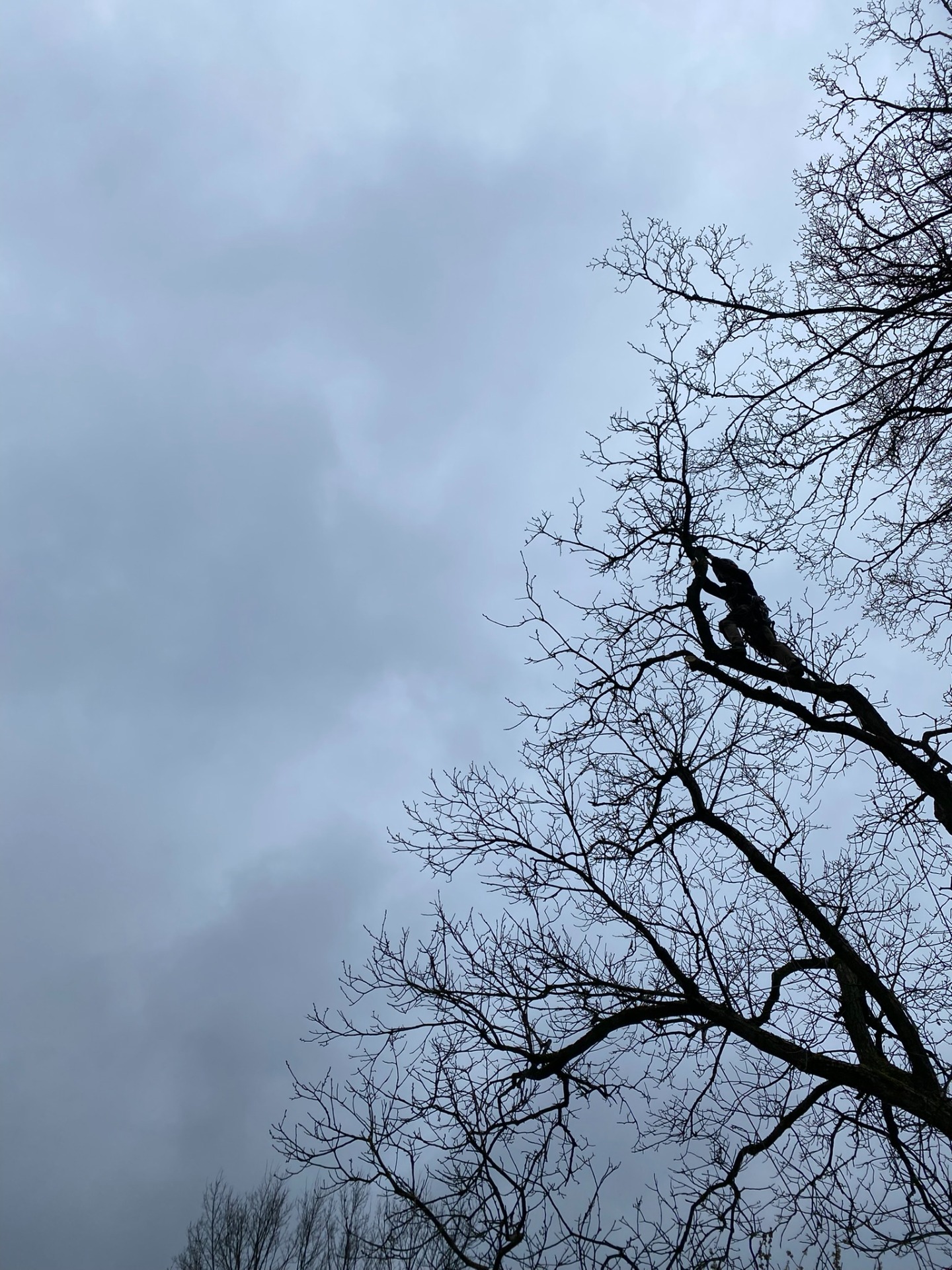 Ořez Javoru pro budoucí stavbu