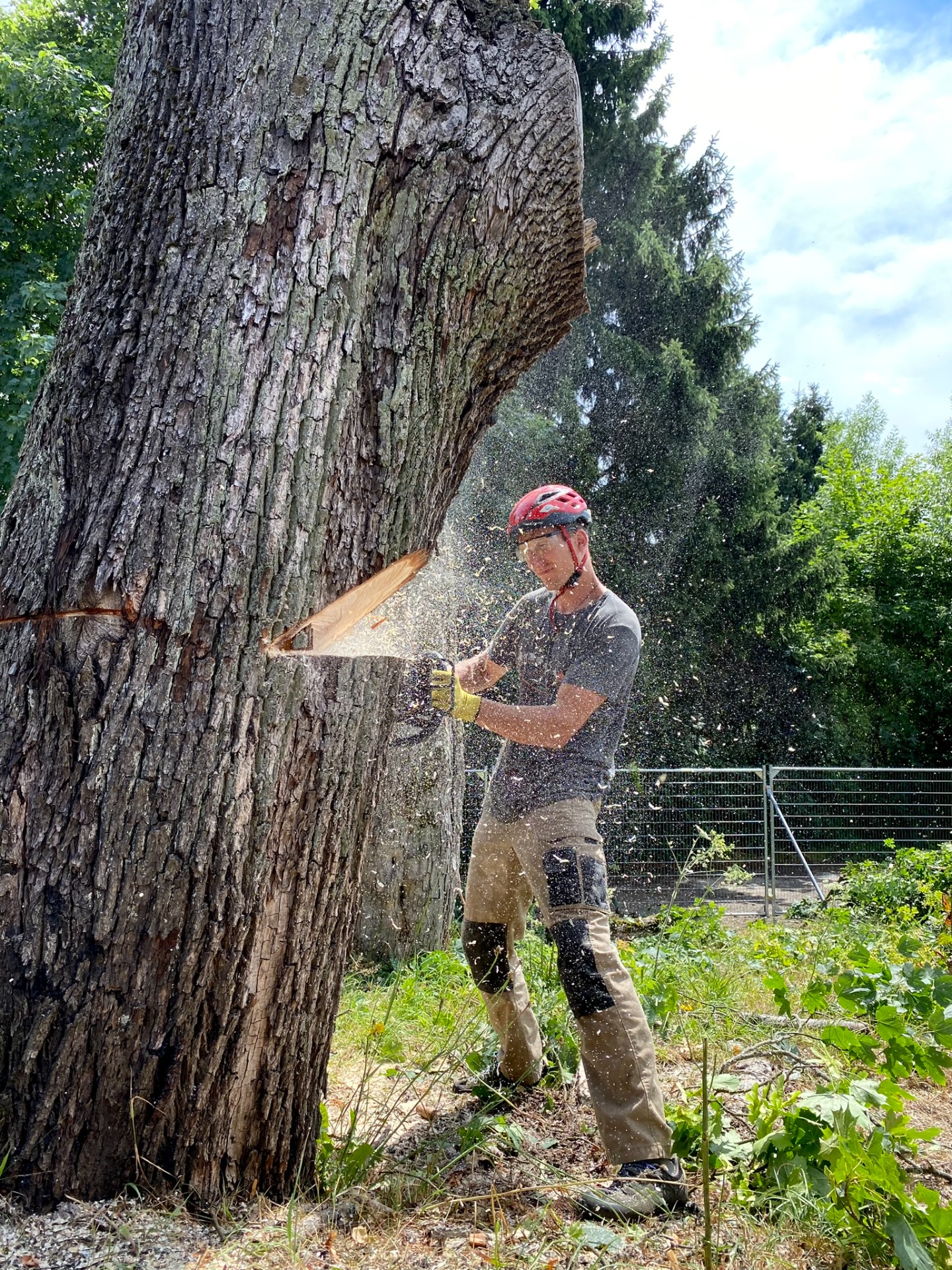 Kácení velkých průměrů